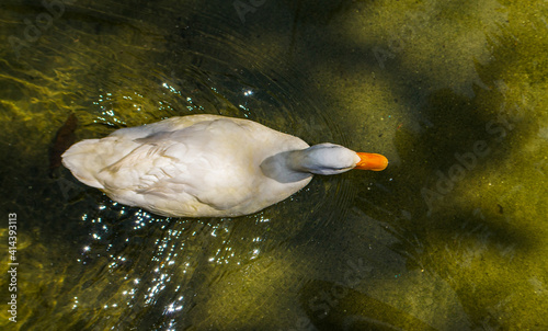 white duck swimming