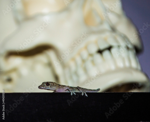 lizard gecko