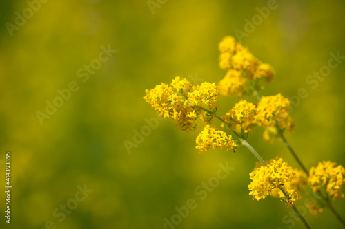 Goldenrod flower or Solidago canadensis. honey plant, sunset, yellow meadow flower, close-up. selective focus, yellow-green background, place for text