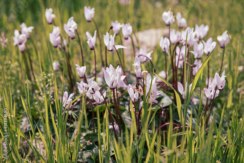 Wild cyclamens flowers