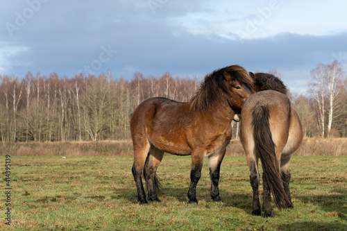 Herd of wild Exmoor pony heads. Chestnut color horses. On the grass in nature. in Fochteloo National Park, The netherlands