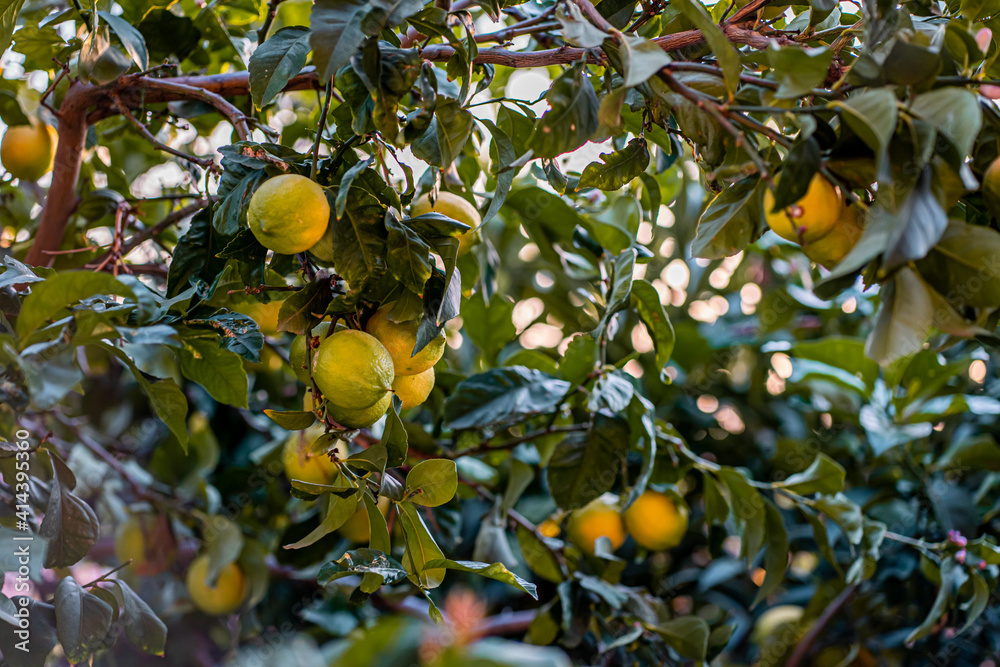 Large lemons in the dense greenery of the tree. Lemon tree in the garden (428)