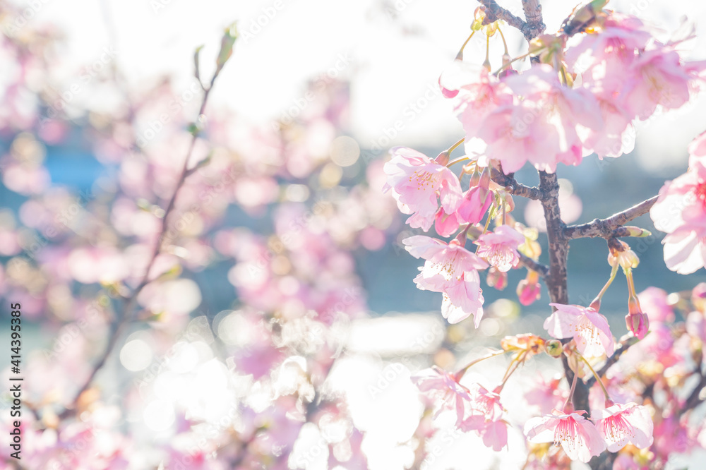 桜　桜の花