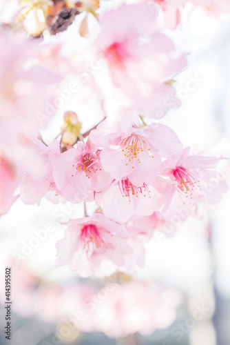 桜 桜の花