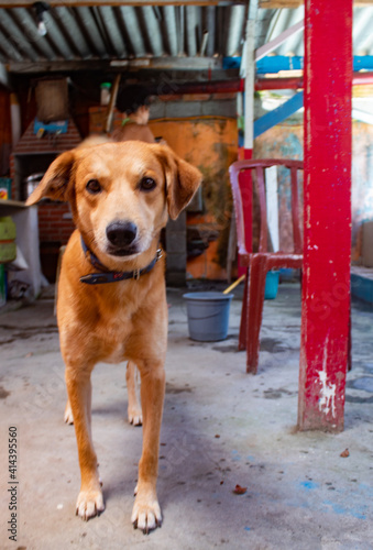 golden retriever dog