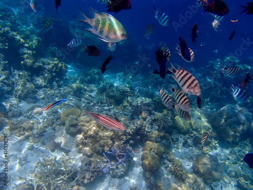 A group of colorful tropical fish under the water. A colorful underwater world in the Philippine Islands. Select the focus. Sea background.