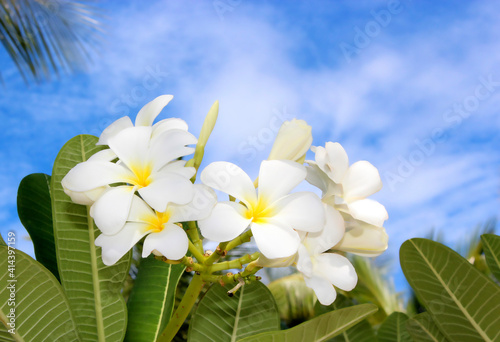 white exotic flowers on blue sky background