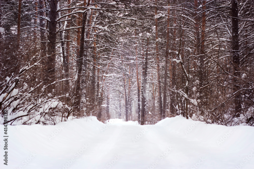 Fototapeta premium winter landscape road in pines