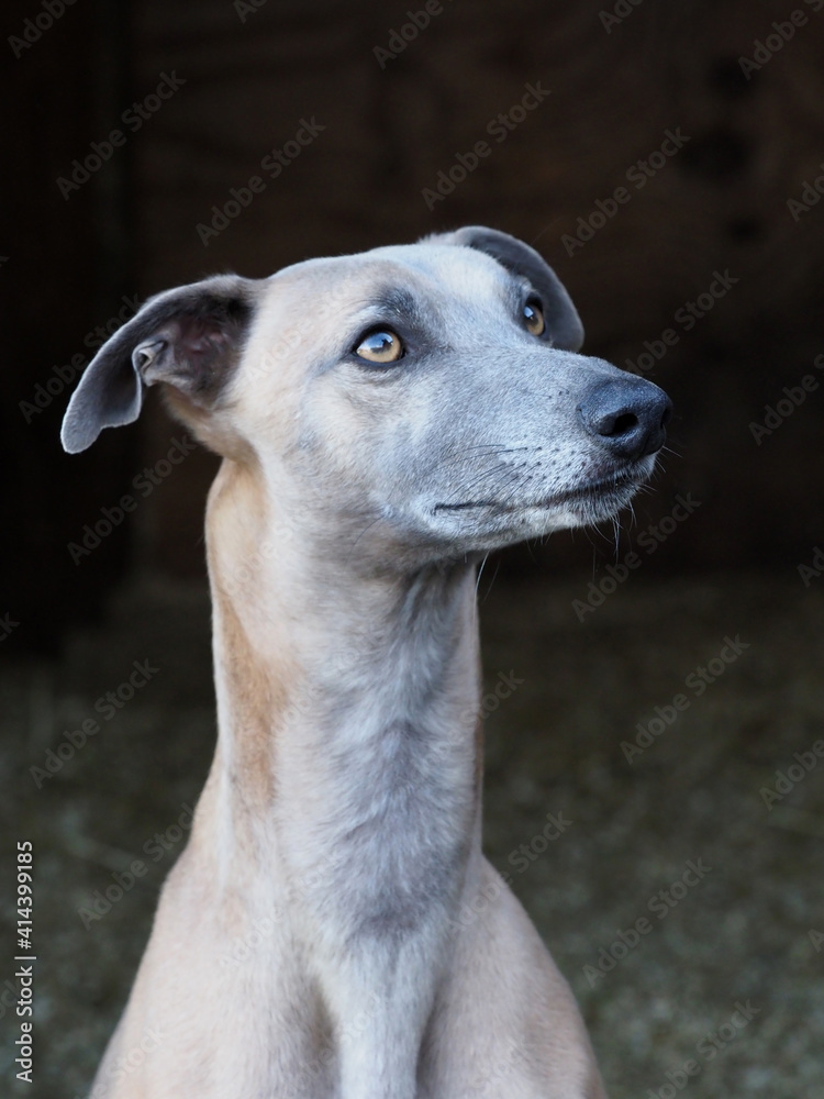 A head shot of a pretty Whippet against a black background. A head shot of a pretty Whippet against a black background.