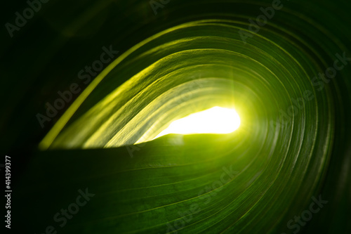 green natural plant leaf blurred abstract eco-friendly background