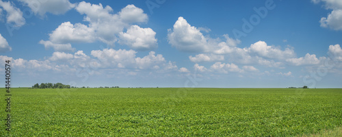 Panoramic view of green field and picturesque blue sky with white clouds. Agriculture, seeded field.