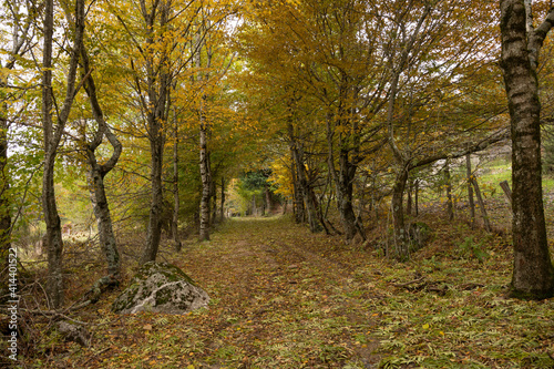 Sous bois en cévennes dans le sud de la France