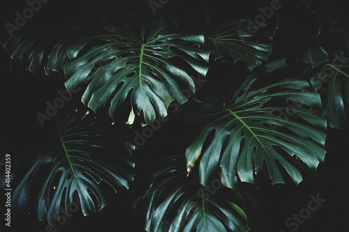 Fototapeta Naklejka Na Ścianę i Meble -  textured dark green leaf background