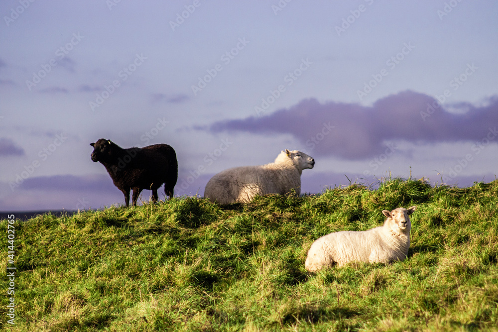 Fototapeta premium sheep and lambs