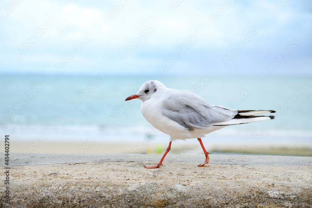 Mouette rieuse
Mouette rieuse