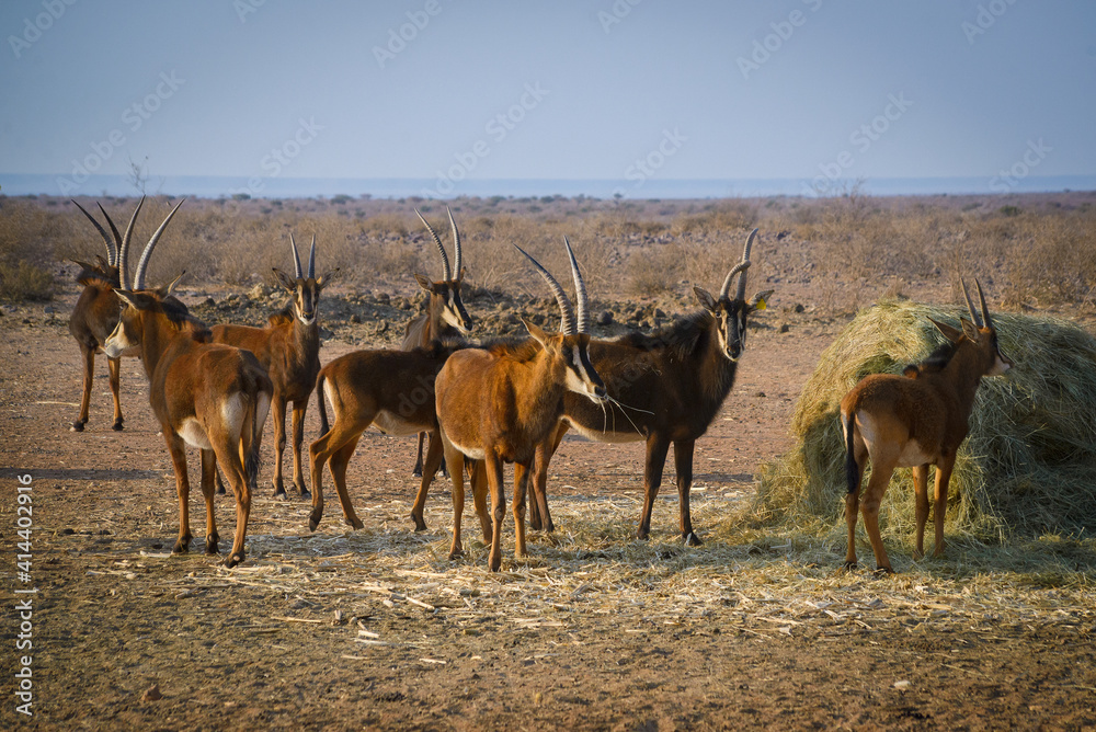 Wild antelopes in Etosha national park, Namibia, Africa. Wild antelopes in Etosha national park, Namibia, Africa.