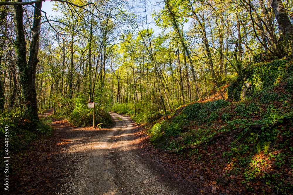 Spring sunrise in La Fageda D En Jorda Forest, La Garrotxa, Spain Spring sunrise in La Fageda D En Jorda Forest, La Garrotxa, Spain