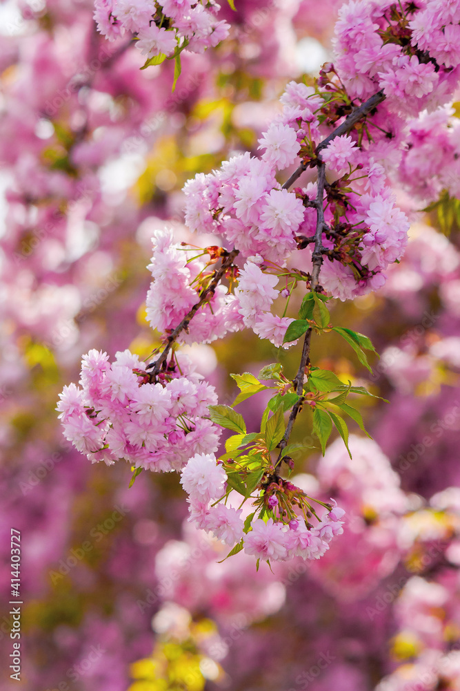 Fototapeta premium blooming pink flowers of sakura in ukraine. cherry blossom season in springtime. close up floral background