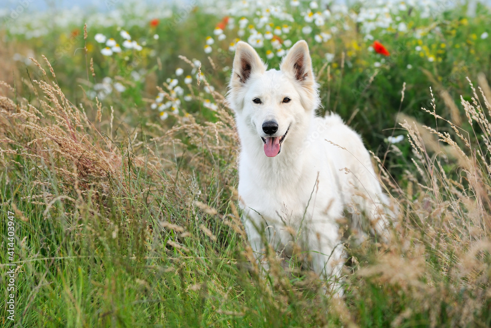 White Swiss Shepherd dog stands in the flower meadow Weisser Schweizer Schäferhund