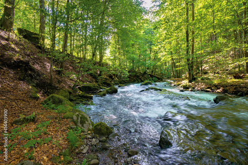 river in the beech forest. summer nature scenery on a sunny day. rapid water flows among the rocks. trees on the shore in lush green foliage