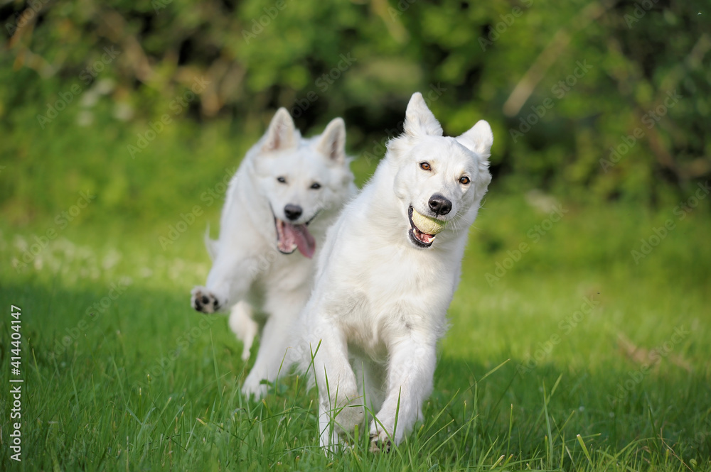 two White Swiss Sherherd - Berger Blanc Suisse runs in the field or meadow two White Swiss Sherherd - Berger Blanc Suisse runs in the field or meadow