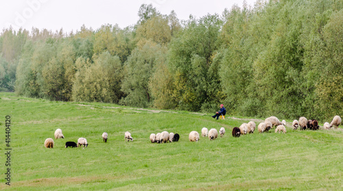 A flock of sheep grazing in front of the forest in Petrovaradin, near the city of Novi Sad. 