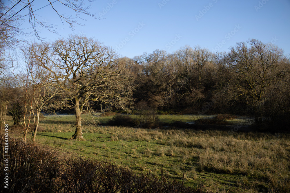 Obraz premium tree in the field