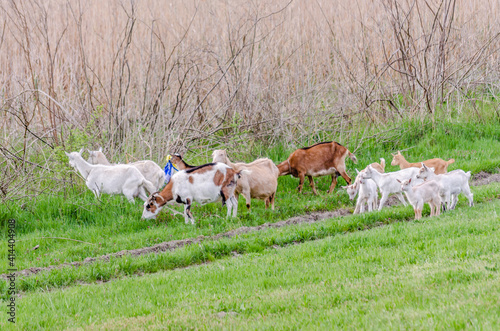 Fototapeta Naklejka Na Ścianę i Meble -  A herd of goats grazing in front of the forest in Petrovaradin, near the city of Novi Sad. 