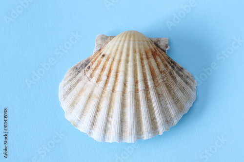 wrinkled seashell on blue background