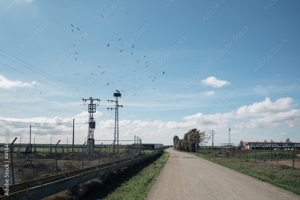 Landscape wallpaper. View of empty straight road. Birds flying in a blue sky with clouds.
