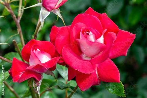 Rose Molly McGredy (rosa) a floribunda spring summer flowering plant with an red white  summertime flower, stock photo image photo