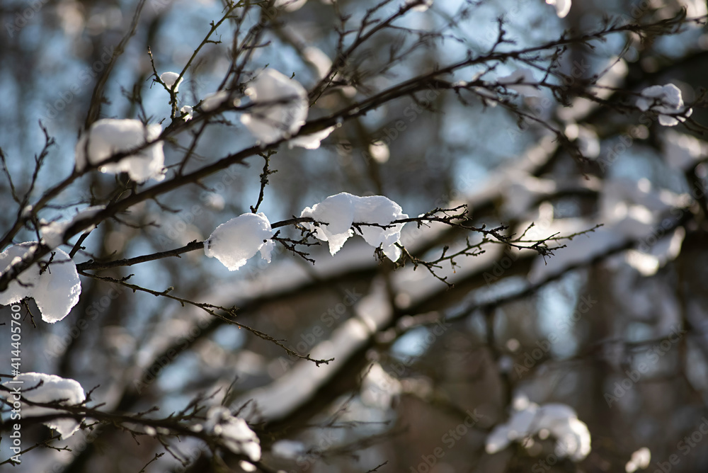 Branches covered with snow, winter landscape in the forest. Branches covered with snow, winter landscape in the forest.