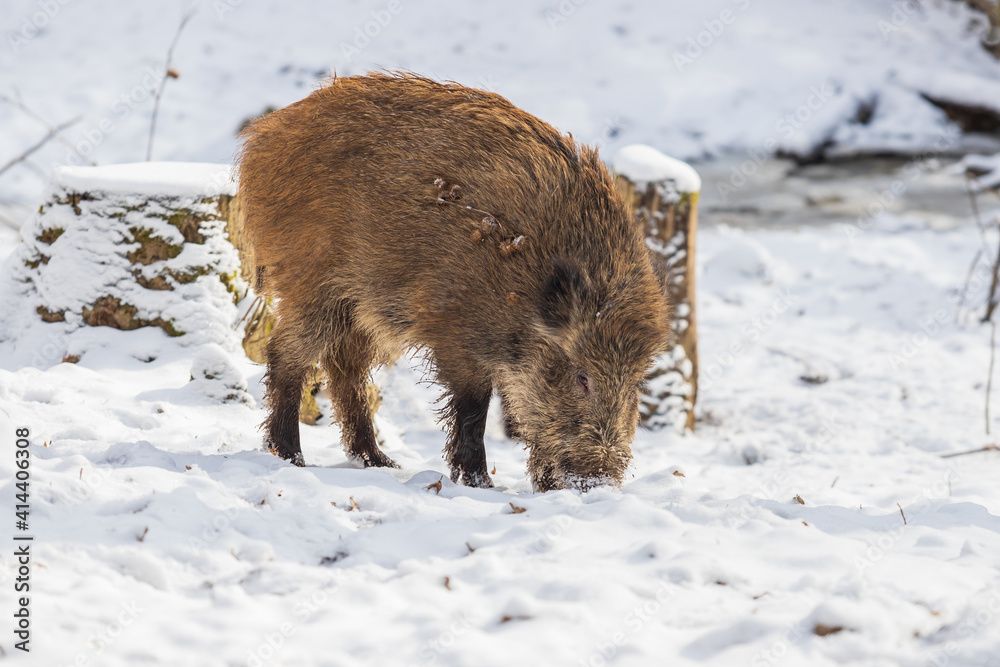 Wild boar - Sus scrofa his young is in the woods in the snow and looking for food. Wild boar - Sus scrofa his young is in the woods in the snow and looking for food.