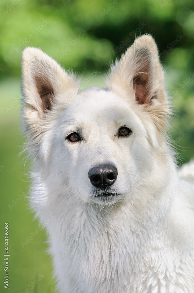 happy White Swiss Shepherd in the nature Weisser Schweizer Schäferhund. Berger Blanc Suisse