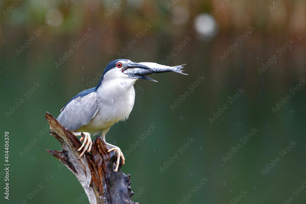 Fototapeta premium Black-crowned Night Heron (Nycticorax nycticorax) on a branch eating a big fish