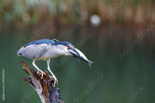 Black-crowned Night Heron (Nycticorax nycticorax) on a branch eating a big fish photo