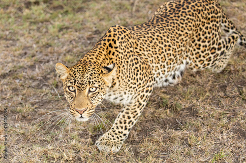 Leopard Stalking Close Up