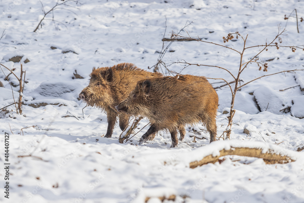 Wild boar - Sus scrofa - A group of pigs chasing in a forest in the snow.