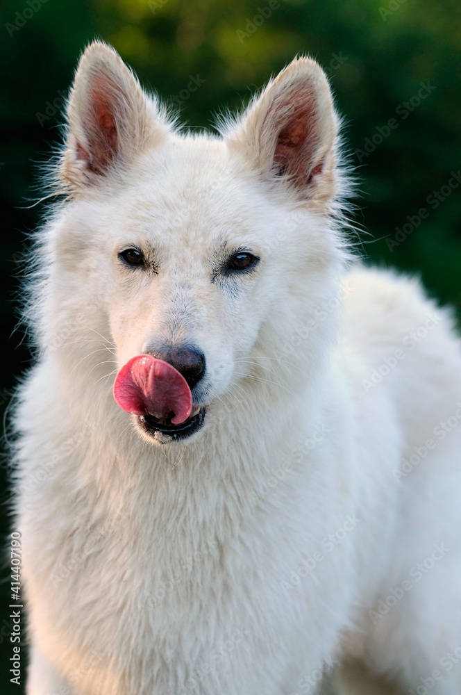 happy White Swiss Shepherd licks its muzzle Weisser Schweizer Schäferhund. Berger Blanc Suisse happy White Swiss Shepherd licks its muzzle Weisser Schweizer Schäferhund. Berger Blanc Suisse