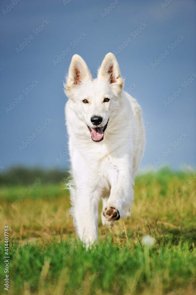 White Swiss Sherherd - Berger Blanc Suisse runs in the field or meadow White Swiss Sherherd - Berger Blanc Suisse runs in the field or meadow