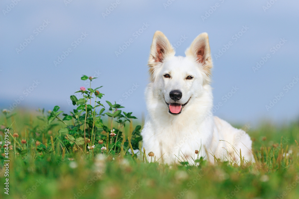 Fototapeta premium White Swiss Shepherd dog lies in the flower meadow Weisser Schweizer Schäferhund
