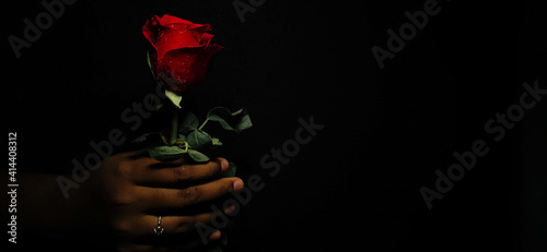 Closeup of Hand holding Red Rose with a Selective focus on rose isolated on Black background with copy space for texting
