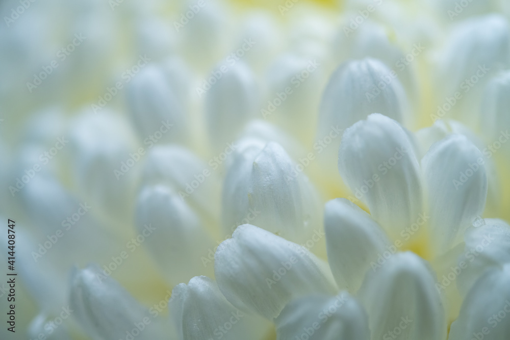 petals of a white chrysanthemum selective focus