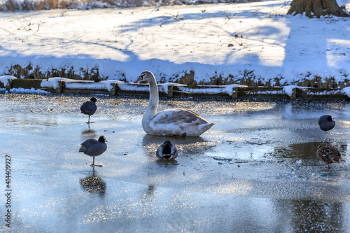 frozen lake in park with swan and ducks in Hoogvliet, dutch winter in The Netherlands, February photo