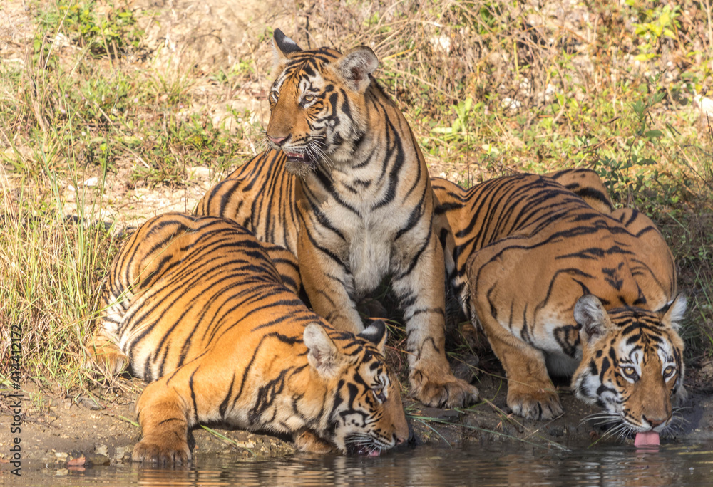 Fototapeta premium Female Tiger and her cubs at Bandipur Tiger Reserve 