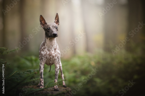 Amazing American hairless terrier in forest
