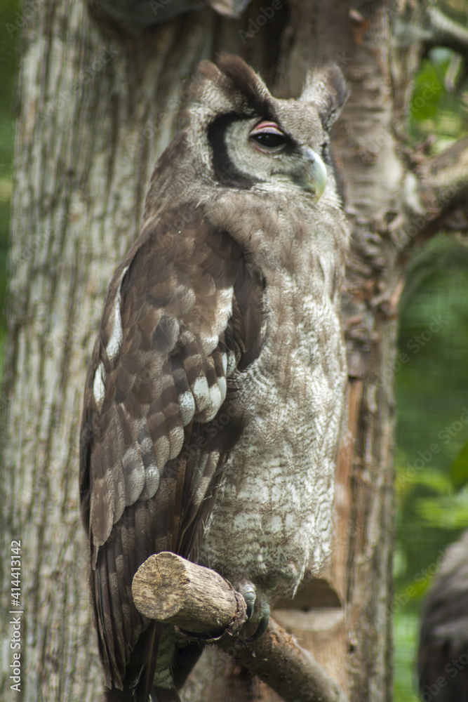 Great owl against the backdrop of a tree. The plumage of the owl allows it to remain camouflaged and unnoticed. Great owl against the backdrop of a tree. The plumage of the owl allows it to remain camouflaged and unnoticed.
