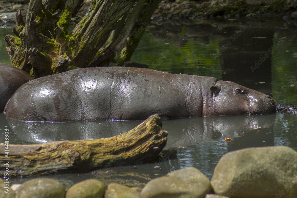 Obraz premium Pygmy hippos during a water bath. A bathing pond prepared especially for them from soil, stones and wood. Under green trees that provide a pleasant shade.