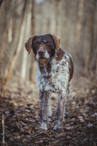 a portrait of a German wire-haired pointer