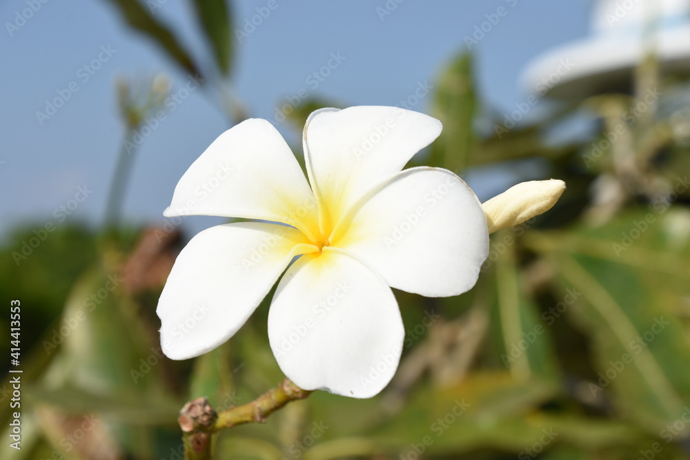 Fototapeta premium white frangipani flower